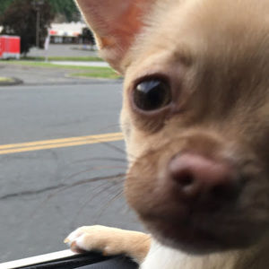 Meet your Posher, Maya